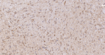 LRP1 Antibody in Immunohistochemistry (Paraffin) (IHC (P))