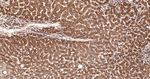 LRP1 Antibody in Immunohistochemistry (Paraffin) (IHC (P))