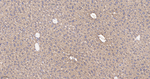 LRP1 Antibody in Immunohistochemistry (Paraffin) (IHC (P))