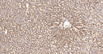 LRP1 Antibody in Immunohistochemistry (Paraffin) (IHC (P))