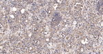 LRP1 Antibody in Immunohistochemistry (Paraffin) (IHC (P))