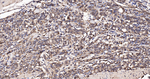LRP1 Recombinant Rabbit Monoclonal Antibody (R1B9)
