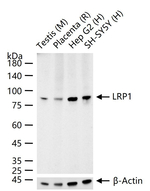 LRP1 Antibody in Western Blot (WB)