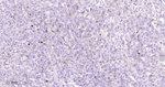 Thymidylate Synthase Antibody in Immunohistochemistry (Paraffin) (IHC (P))