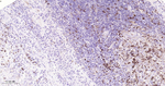 Thymidylate Synthase Antibody in Immunohistochemistry (Paraffin) (IHC (P))