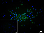 PDHA1 Recombinant Rabbit Monoclonal Antibody (R9B7)