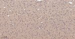 PDHA1 Antibody in Immunohistochemistry (Paraffin) (IHC (P))