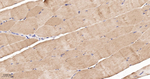 PDHA1 Antibody in Immunohistochemistry (Paraffin) (IHC (P))