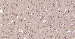 PDHA1 Antibody in Immunohistochemistry (Paraffin) (IHC (P))