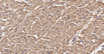 PDHA1 Antibody in Immunohistochemistry (Paraffin) (IHC (P))