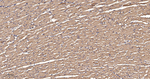 PDHA1 Antibody in Immunohistochemistry (Paraffin) (IHC (P))