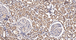 PDHA1 Antibody in Immunohistochemistry (Paraffin) (IHC (P))