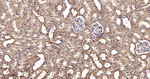 PDHA1 Antibody in Immunohistochemistry (Paraffin) (IHC (P))