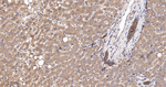 PDHA1 Antibody in Immunohistochemistry (Paraffin) (IHC (P))