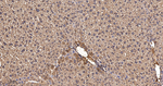PDHA1 Antibody in Immunohistochemistry (Paraffin) (IHC (P))
