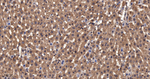 PDHA1 Antibody in Immunohistochemistry (Paraffin) (IHC (P))