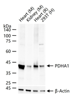 PDHA1 Antibody in Western Blot (WB)