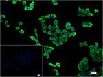 EEF1A1 Recombinant Rabbit Monoclonal Antibody (R8F9)