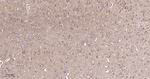 EEF1A1 Antibody in Immunohistochemistry (Paraffin) (IHC (P))