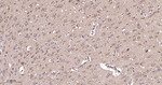 EEF1A1 Antibody in Immunohistochemistry (Paraffin) (IHC (P))