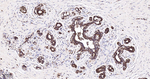 EEF1A1 Antibody in Immunohistochemistry (Paraffin) (IHC (P))