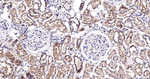 EEF1A1 Antibody in Immunohistochemistry (Paraffin) (IHC (P))