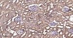 EEF1A1 Antibody in Immunohistochemistry (Paraffin) (IHC (P))