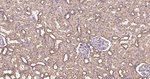 EEF1A1 Antibody in Immunohistochemistry (Paraffin) (IHC (P))