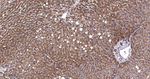 EEF1A1 Antibody in Immunohistochemistry (Paraffin) (IHC (P))