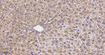 EEF1A1 Antibody in Immunohistochemistry (Paraffin) (IHC (P))