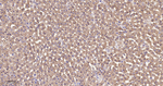 EEF1A1 Antibody in Immunohistochemistry (Paraffin) (IHC (P))