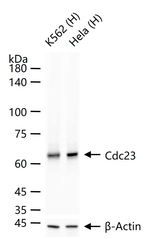 Cdc23 Antibody in Western Blot (WB)