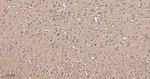 FKBP4 Recombinant Rabbit Monoclonal Antibody (R1A10)