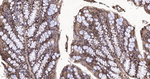 FKBP4 Antibody in Immunohistochemistry (Paraffin) (IHC (P))