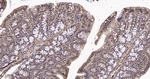 FKBP4 Antibody in Immunohistochemistry (Paraffin) (IHC (P))