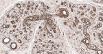 FKBP4 Antibody in Immunohistochemistry (Paraffin) (IHC (P))