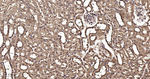 FKBP4 Antibody in Immunohistochemistry (Paraffin) (IHC (P))