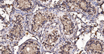 FKBP4 Antibody in Immunohistochemistry (Paraffin) (IHC (P))