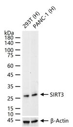 SIRT3 Recombinant Rabbit Monoclonal Antibody (R1B8)