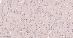 ATG9A Antibody in Immunohistochemistry (Paraffin) (IHC (P))