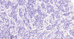 p21 Antibody in Immunohistochemistry (Paraffin) (IHC (P))
