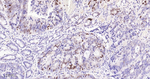 p21 Antibody in Immunohistochemistry (Paraffin) (IHC (P))