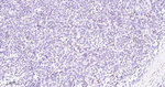 p21 Recombinant Rabbit Monoclonal Antibody (R5H7)