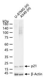 p21 Antibody in Western Blot (WB)