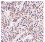 PTP1B Antibody in Immunohistochemistry (Paraffin) (IHC (P))