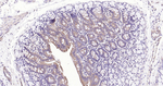PTP1B Antibody in Immunohistochemistry (Paraffin) (IHC (P))