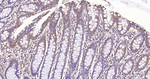 PTP1B Antibody in Immunohistochemistry (Paraffin) (IHC (P))