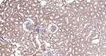 PTP1B Antibody in Immunohistochemistry (Paraffin) (IHC (P))