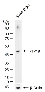 PTP1B Antibody in Western Blot (WB)