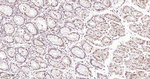 ROC1 Antibody in Immunohistochemistry (Paraffin) (IHC (P))